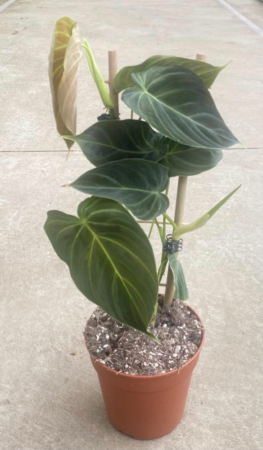 Philodendron Splendid 120mm pots.