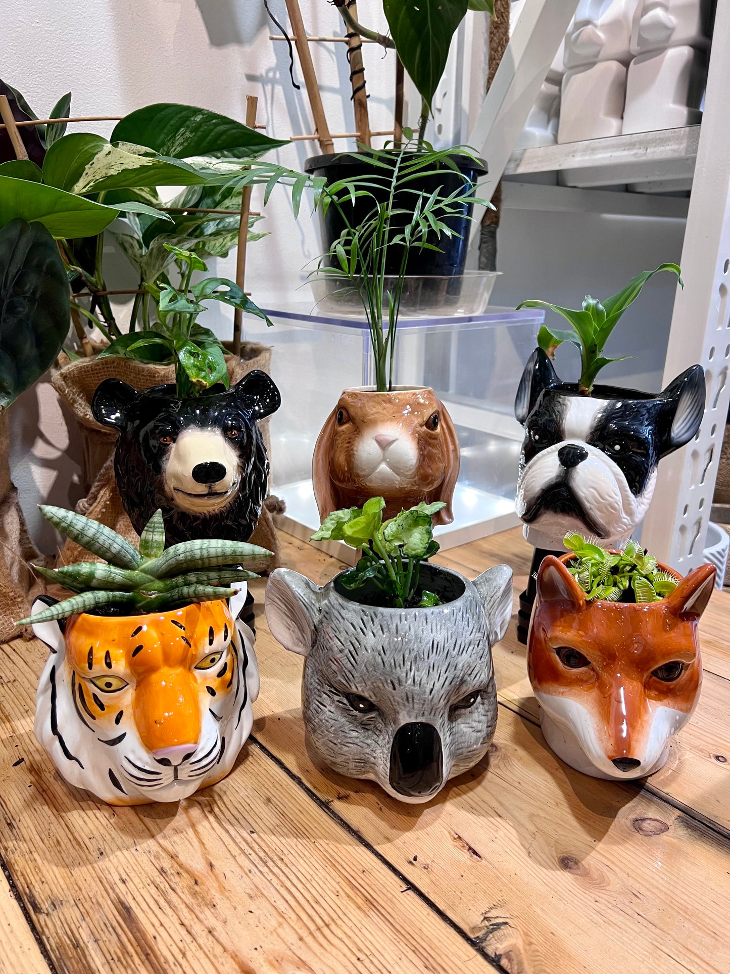 Animal Planters- Ceramic