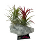 Air Plants on Crystals