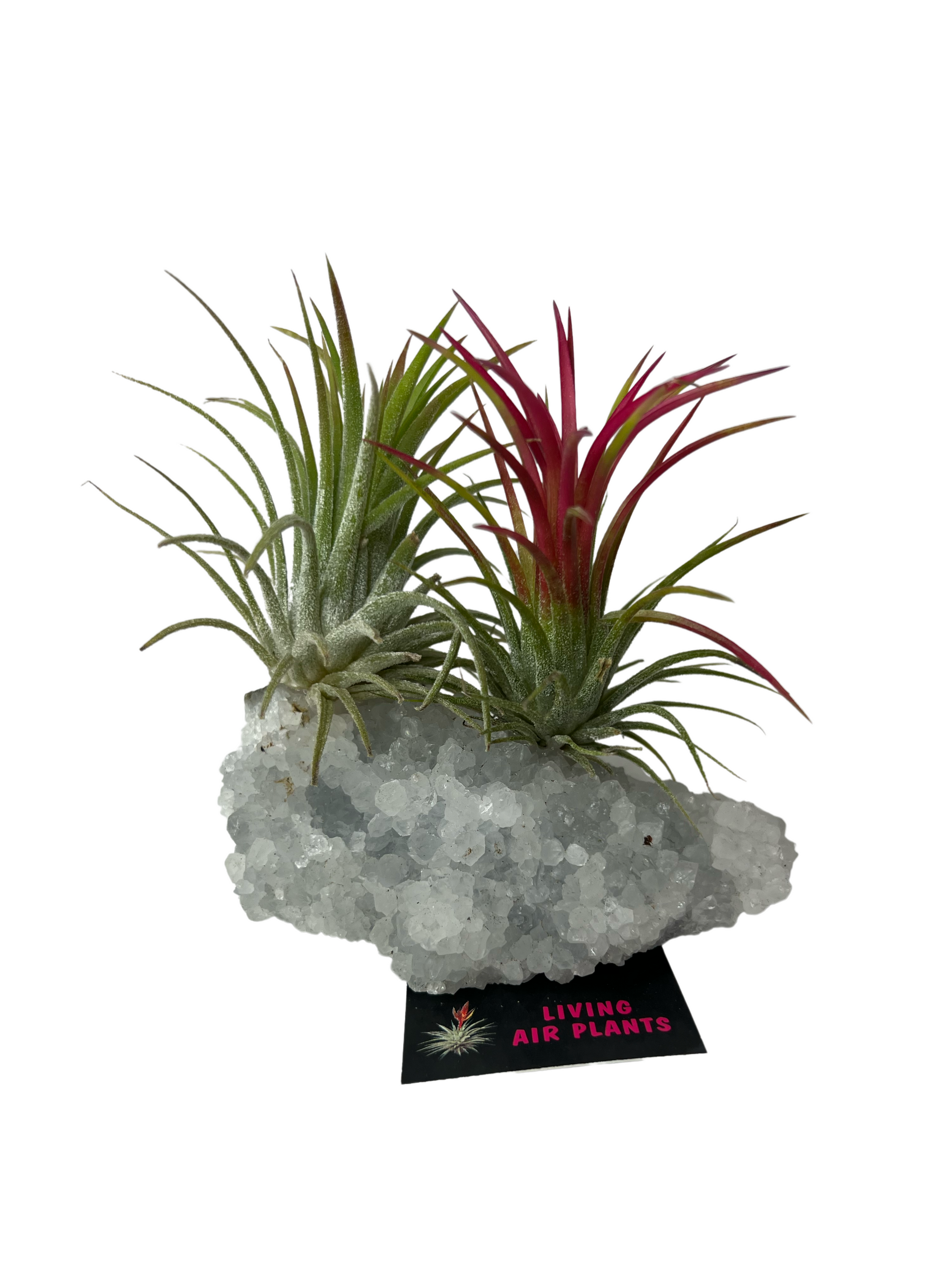air plants in crystals Air Plants on Crystals