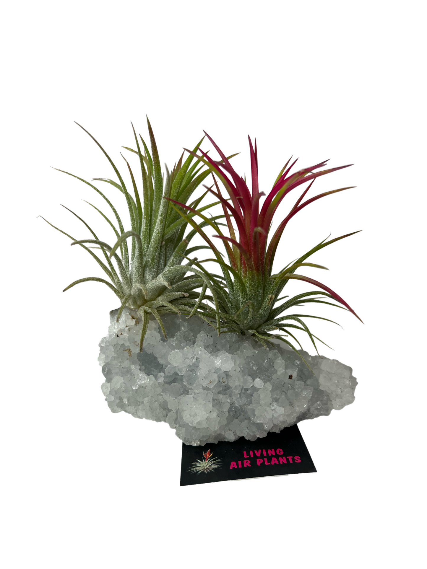 Air Plants on Crystals