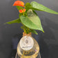 Hydroponic Tear Drops