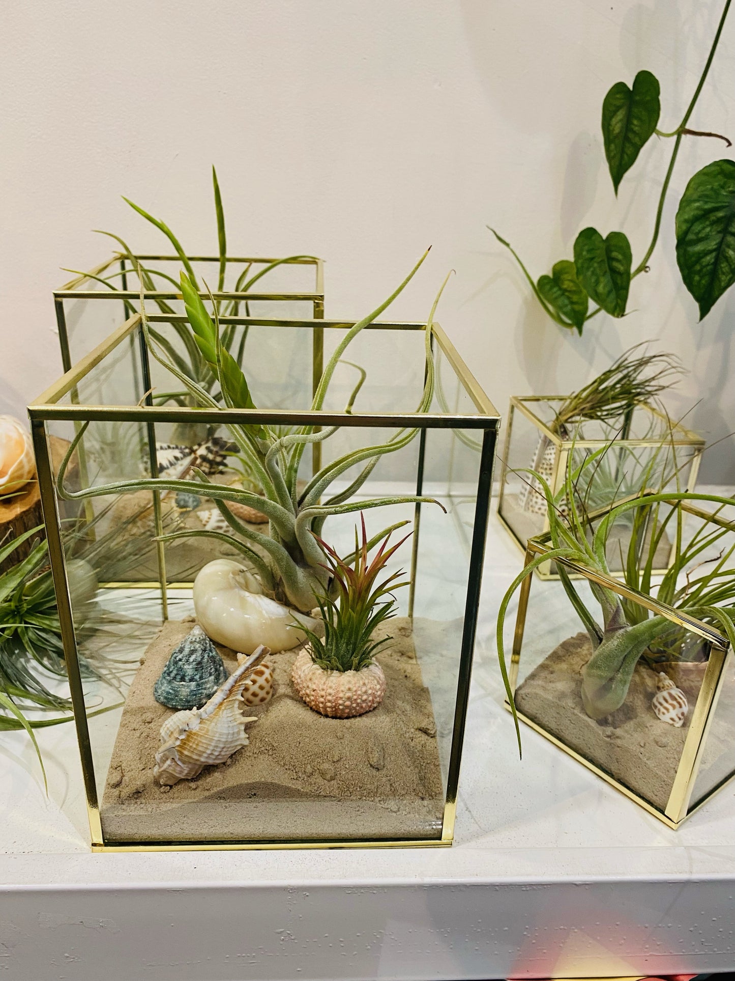 Seascape Air Plants.