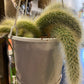 Monkey Tail Cactus