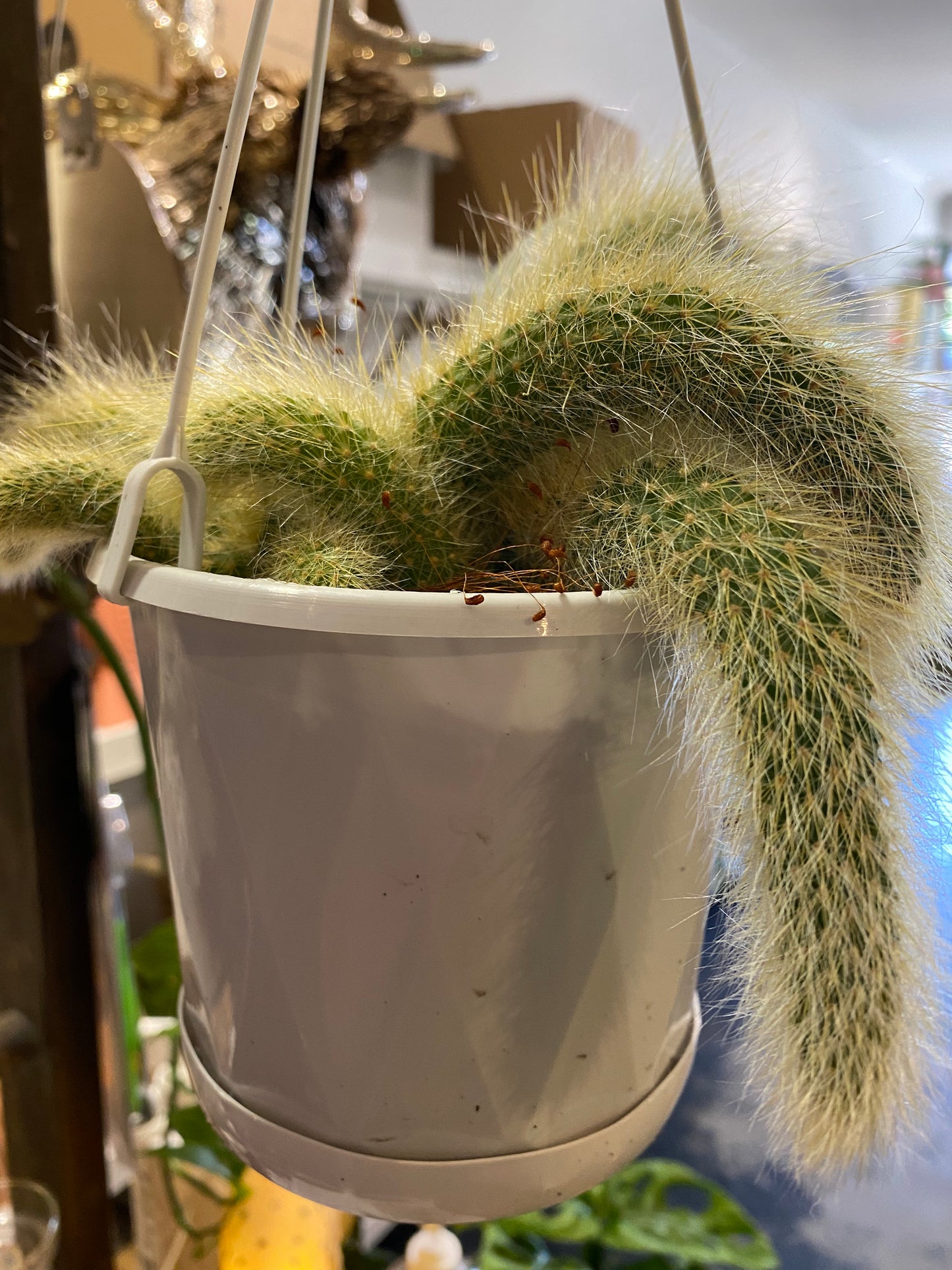 Monkey Tail Cactus