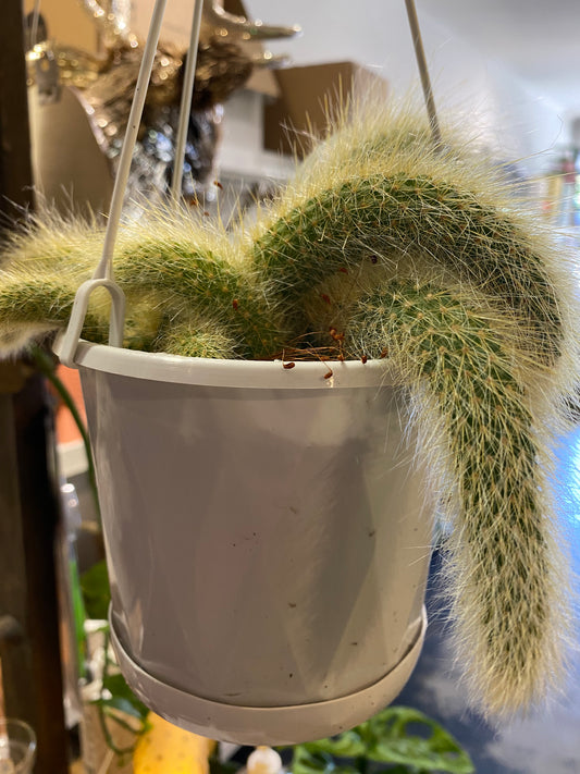 Monkey Tail Cactus