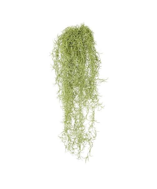 Spanish Moss T.Usneoides