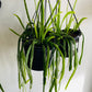 Lepismium bolivianum Hanging Basket