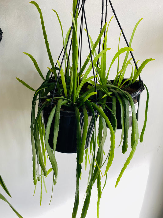 Lepismium bolivianum Hanging Basket