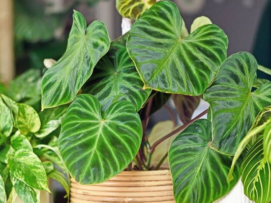 Philodendron verrucosum 95mm pot