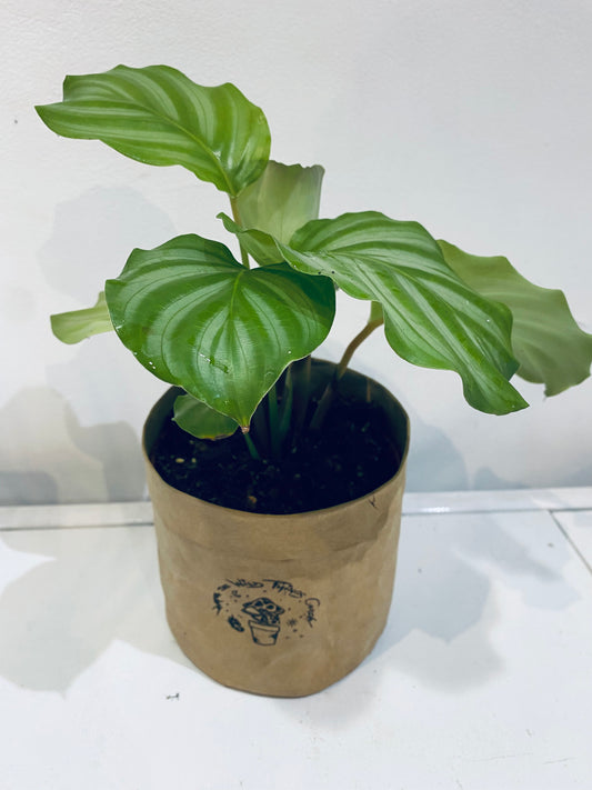 Calathea orbifolia