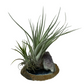 Air Plants on Crystals
