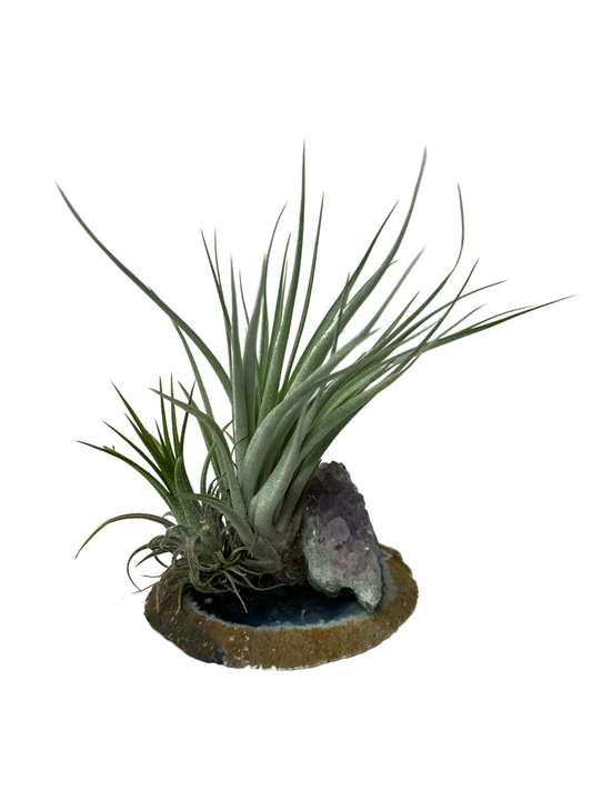 Air Plants on Crystals