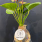 Hydroponic Tear Drops