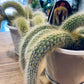 Monkey Tail Cactus