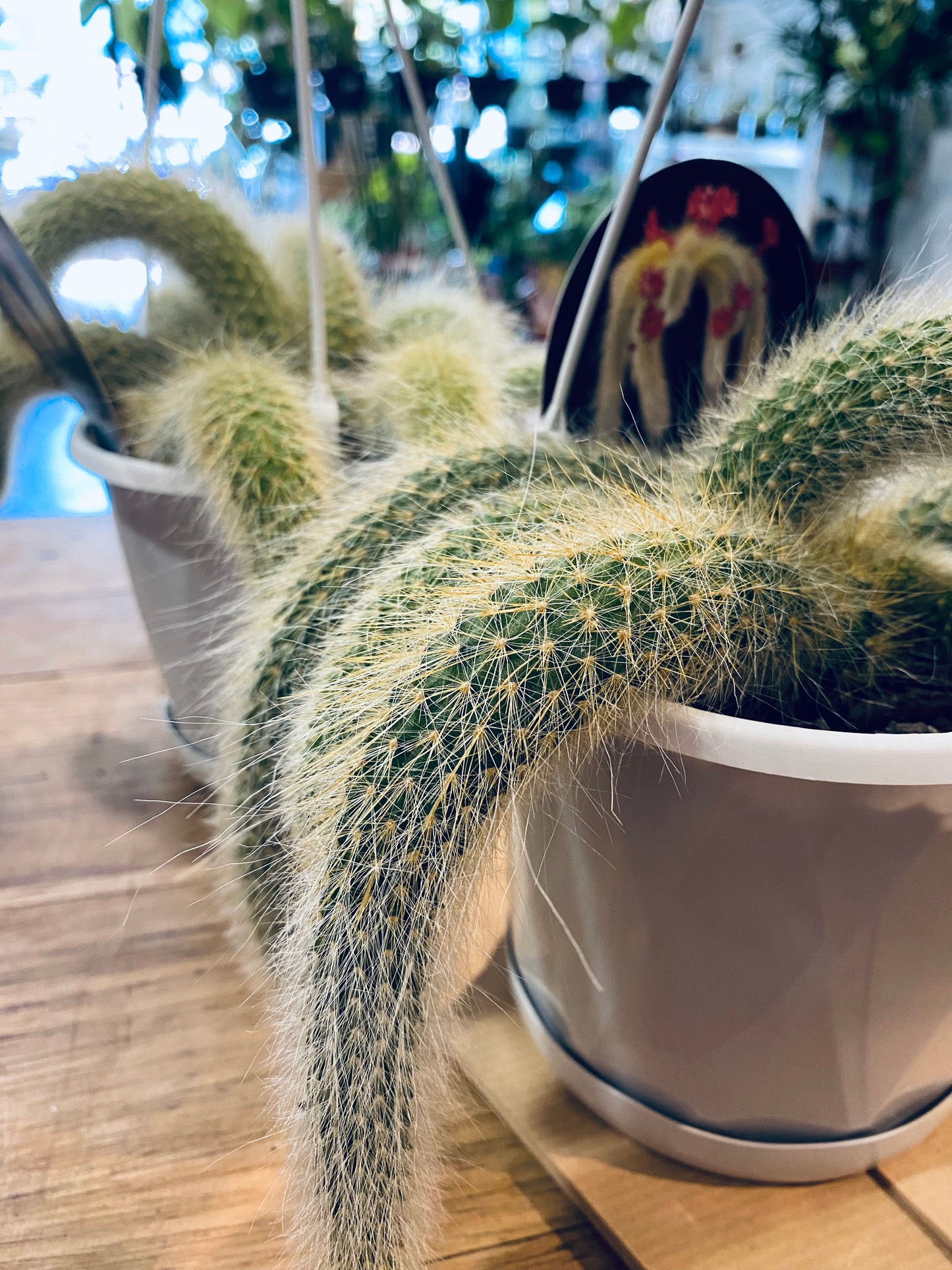 Monkey Tail Cactus