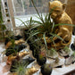 Air plant Holders