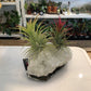 Air Plants on Crystals