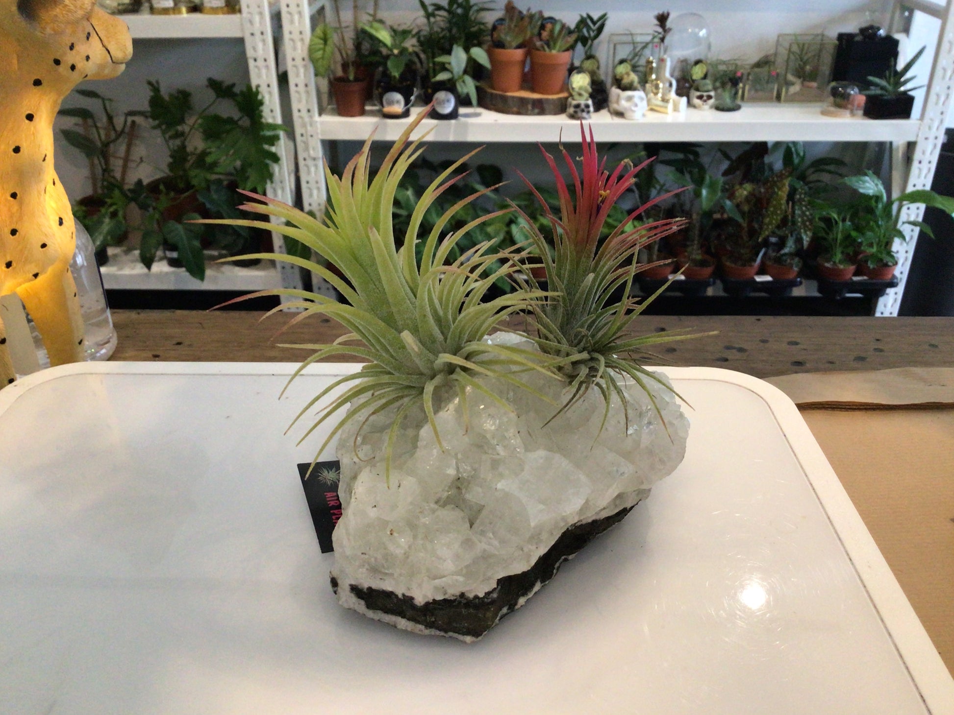 air plants with crystals Air Plants on Crystals