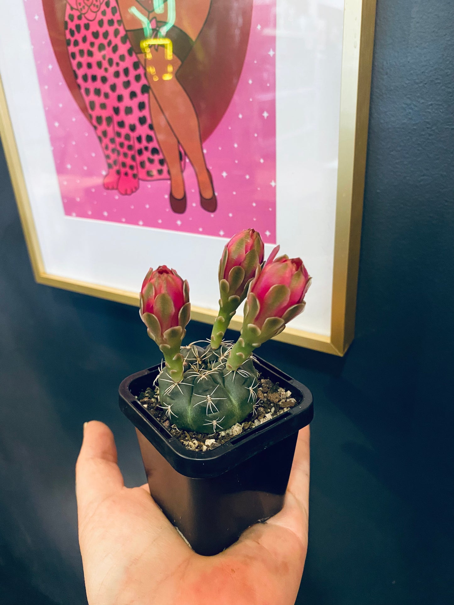 Mini cactus.