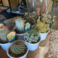 Cactus 13cm pot