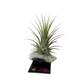 Air Plants on Crystals
