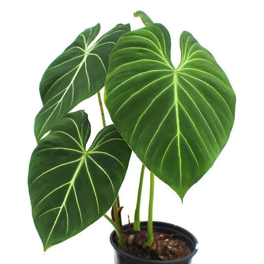 Philodendron Gloriosum 120mm Pot