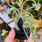 Air plant Holders