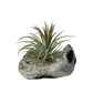 Air Plants on Crystals