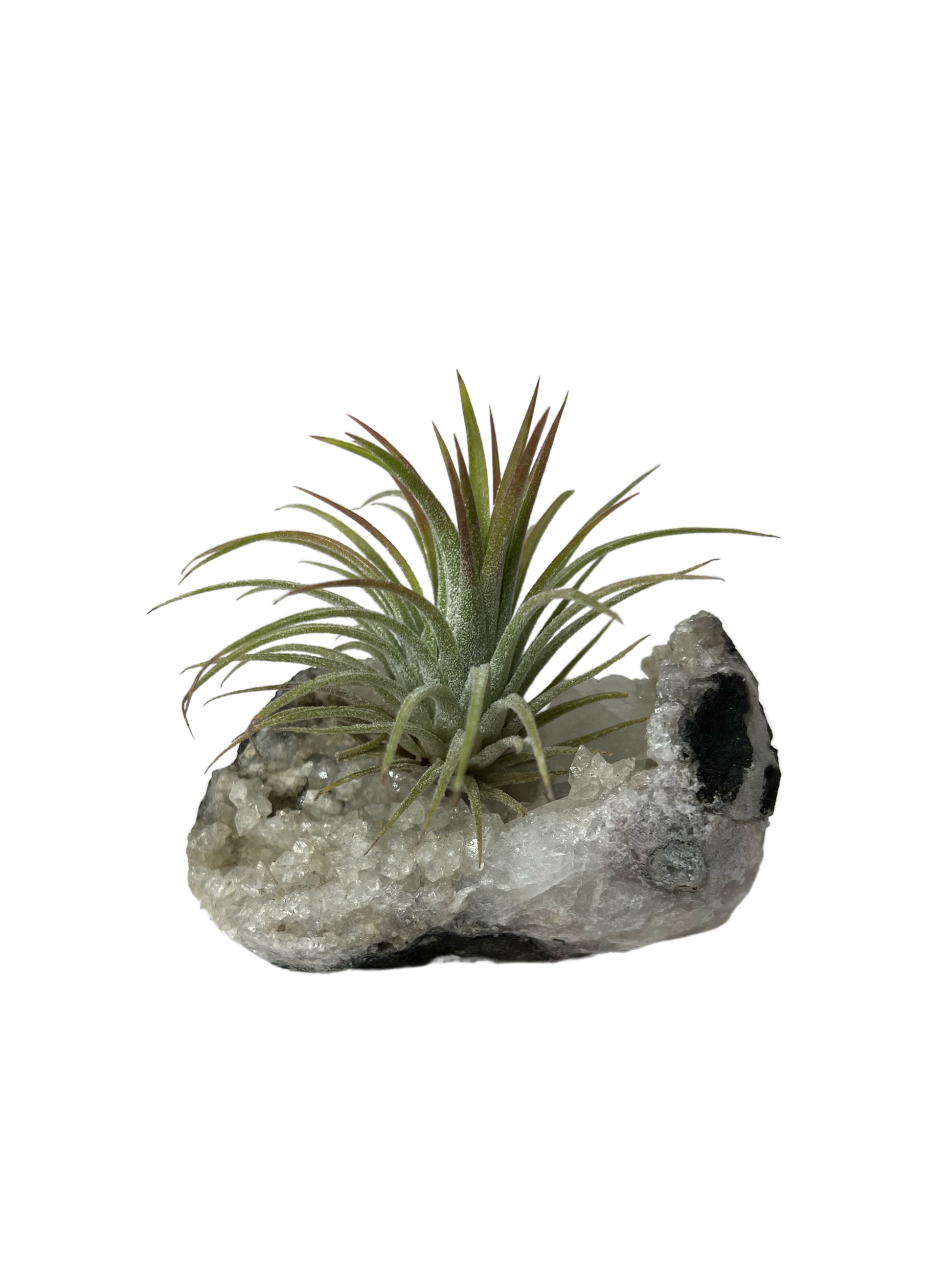 air plants on crystals Air Plants on Crystals
