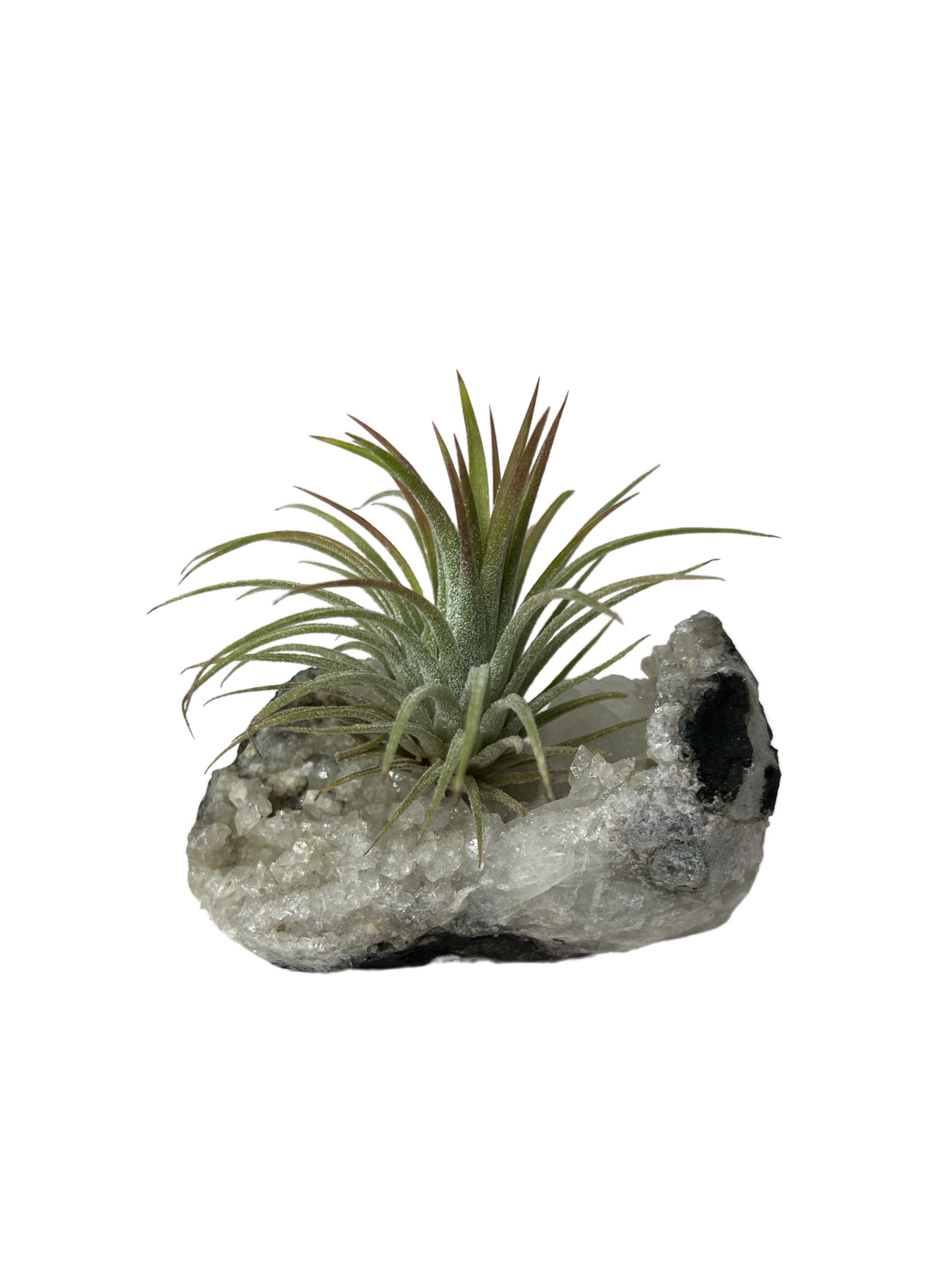 Air Plants on Crystals